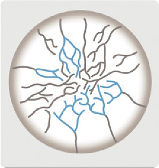 Normal Eye Nerve Network