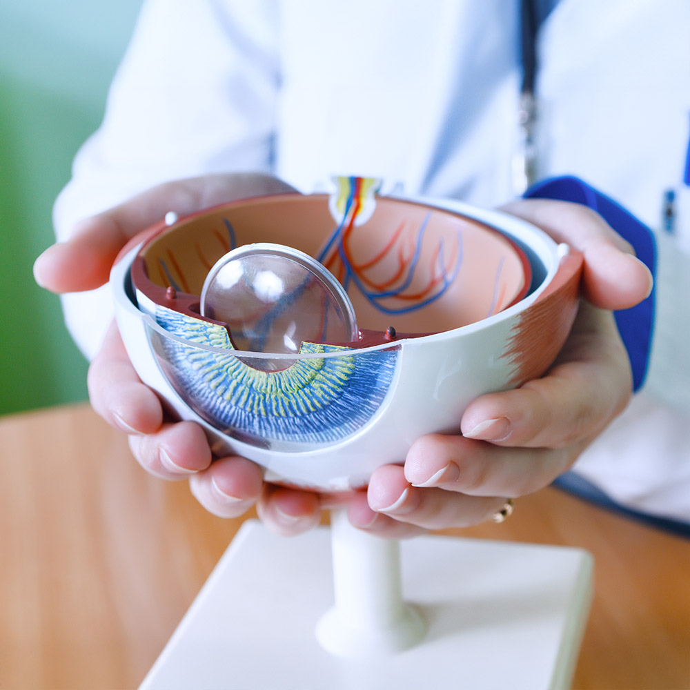 Close-up of a doctor's hands holding a detailed anatomical model of a human eye with a removable clear lens.
